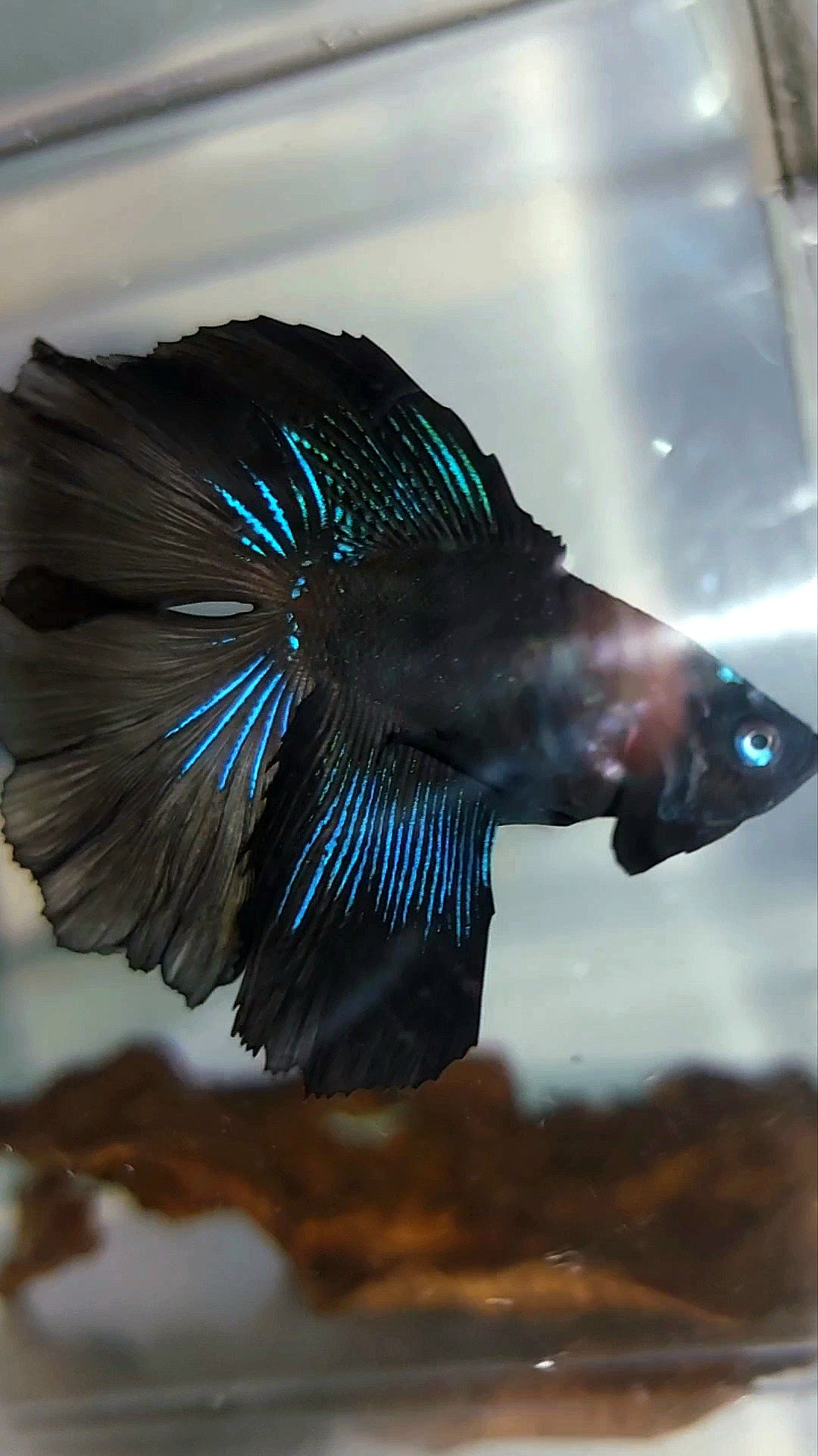 HALFMOON DOUBLE TAIL BLACK BETTA FISH