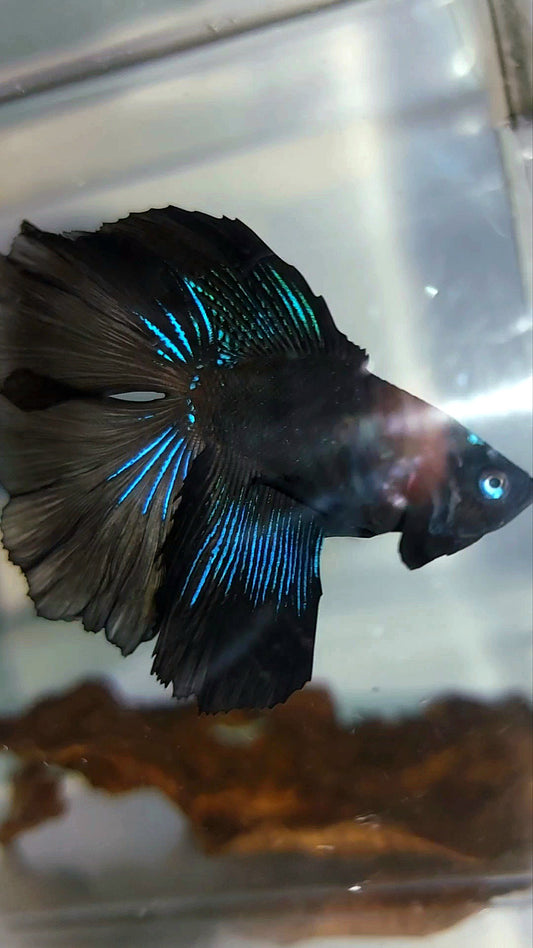 HALFMOON DOUBLE TAIL SCHWARZER BETTA-FISCH