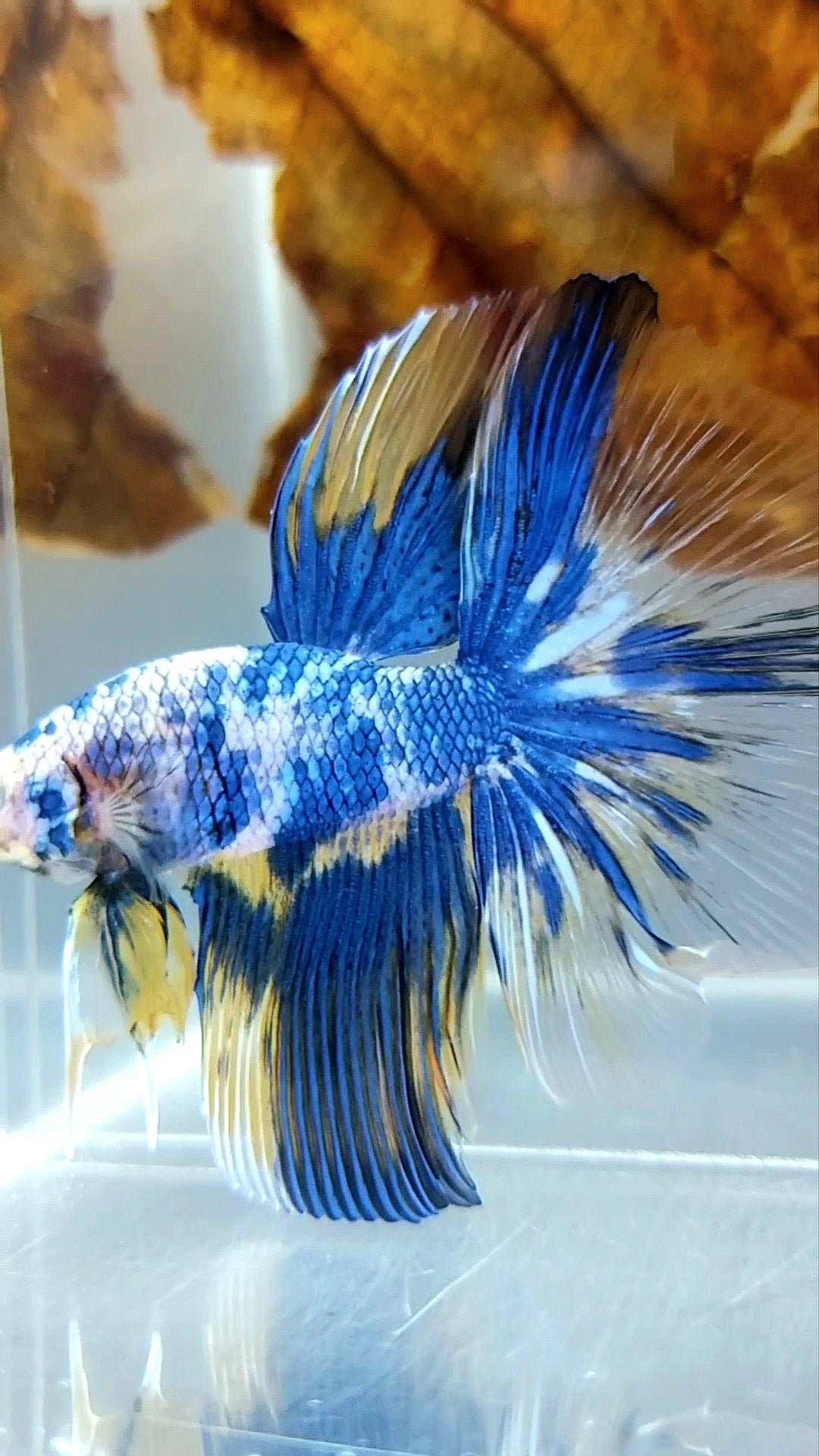 HALBMONDGELBBLAUER MARMOR MEHRFARBIGER BETTA-FISCH