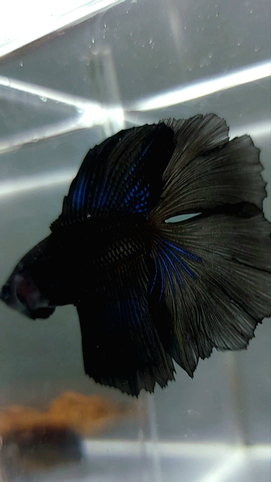 HALFMOON DOUBLE TAIL BLACK BETTA FISH