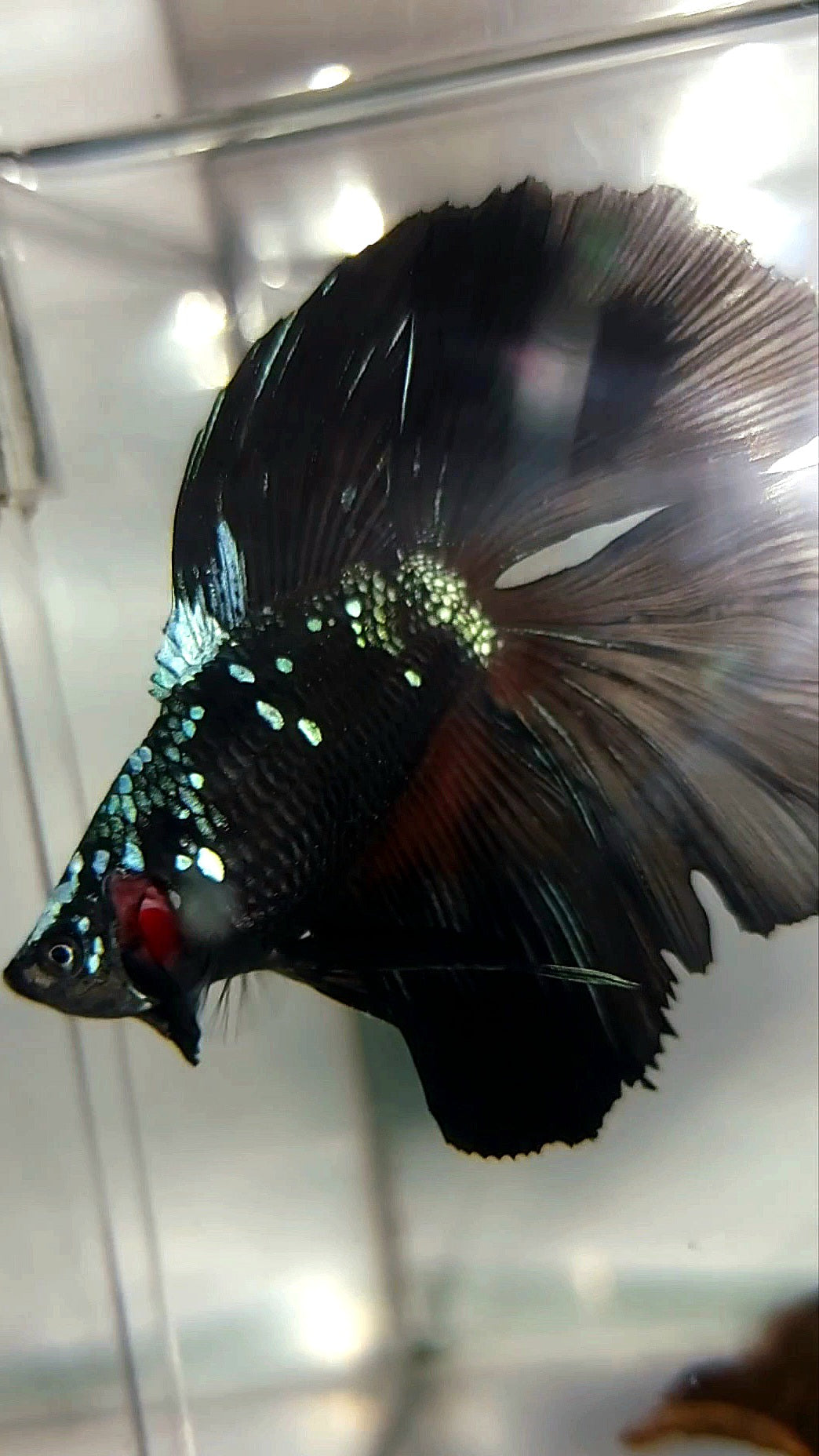 HALFMOON DOUBLE TAIL BLACK GALAXY AVATAR BLUE RARE BETTA FISH