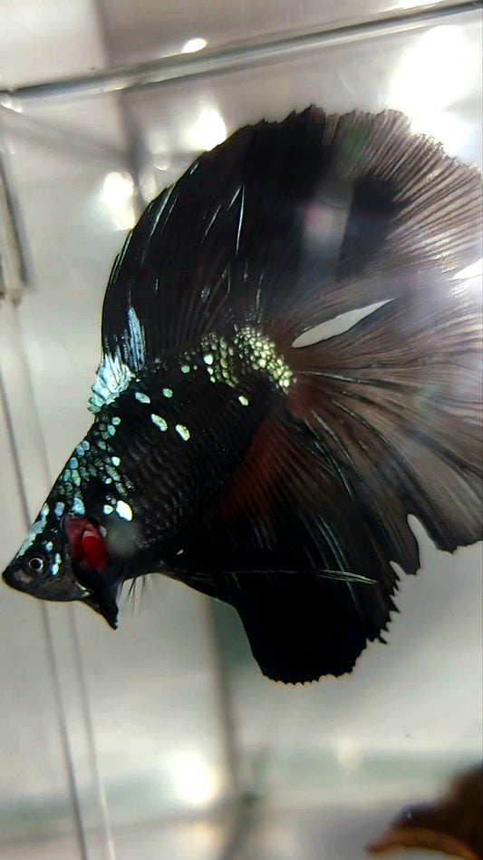 HALFMOON DOUBLE TAIL BLACK GALAXY AVATAR BLAU SELTENER BETTA-FISCH