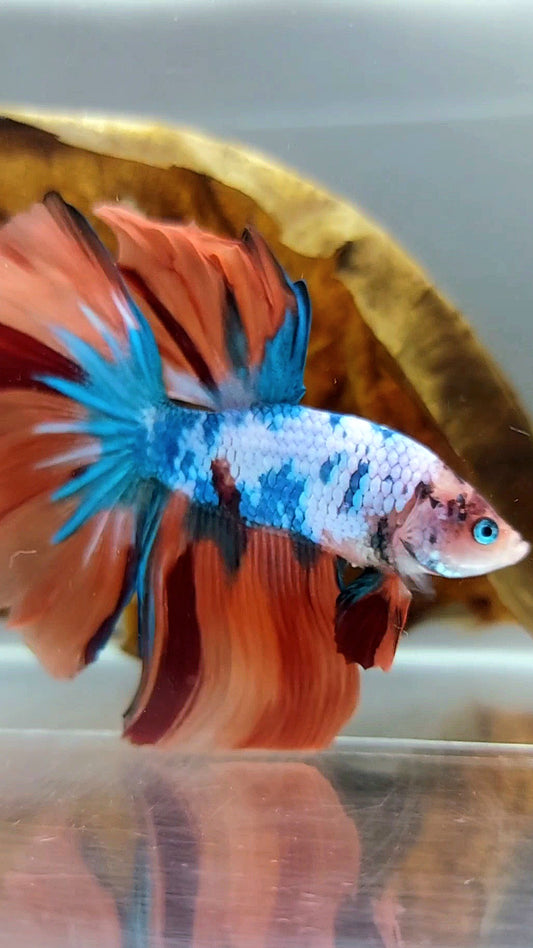 HALFMOON NEMO FANTASTISCHER MEHRFARBIGER BETTA-FISCH