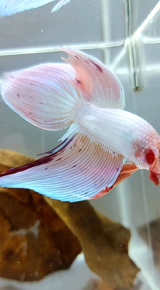 XL VEILTAIL PINK UNICORN ARMAGEDDON SUPER PREMIUM RARE BETTA FISH