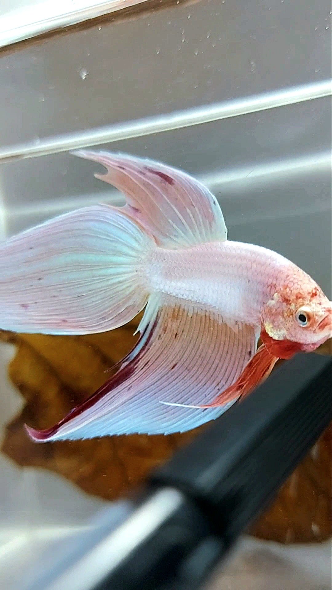 XL VEILTAIL PINK UNICORN ARMAGEDDON SUPER PREMIUM RARE BETTA FISH