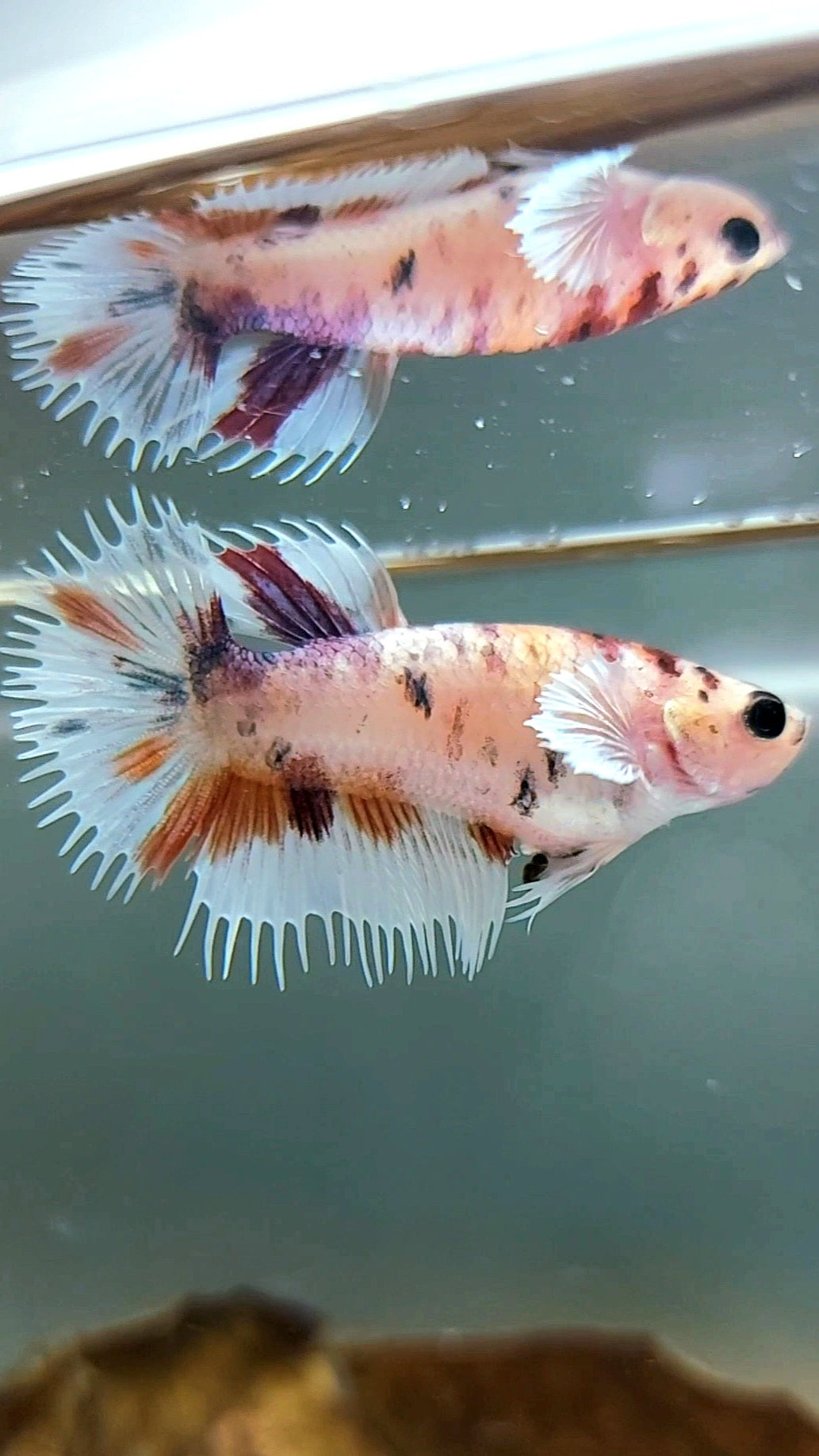 FEMALE CROWNTAIL DUMBO EAR CANDY MULTICOLOR SUPER PREMIUM RARE BETTA FISH