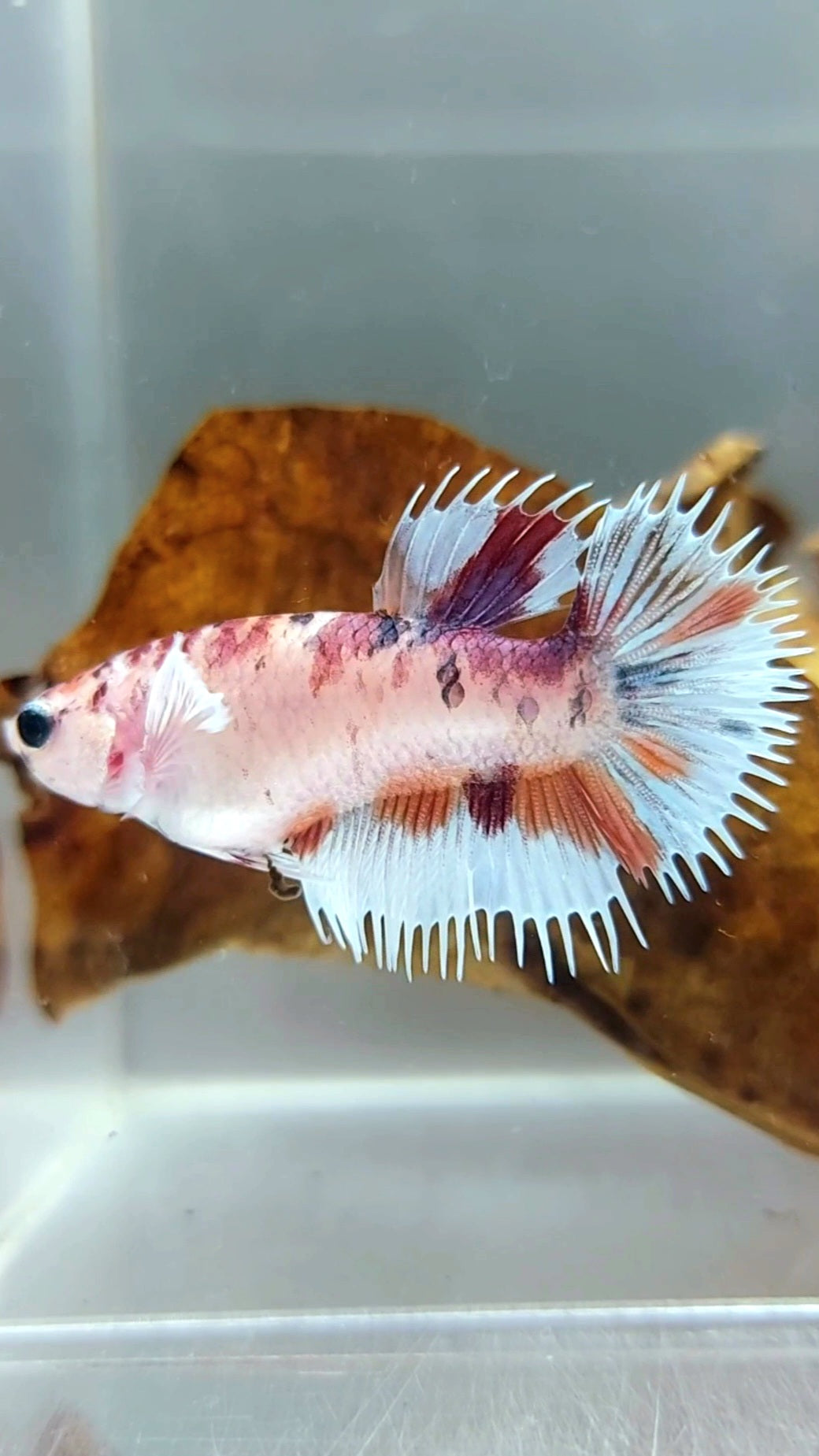 FEMALE CROWNTAIL DUMBO EAR CANDY MULTICOLOR SUPER PREMIUM RARE BETTA FISH