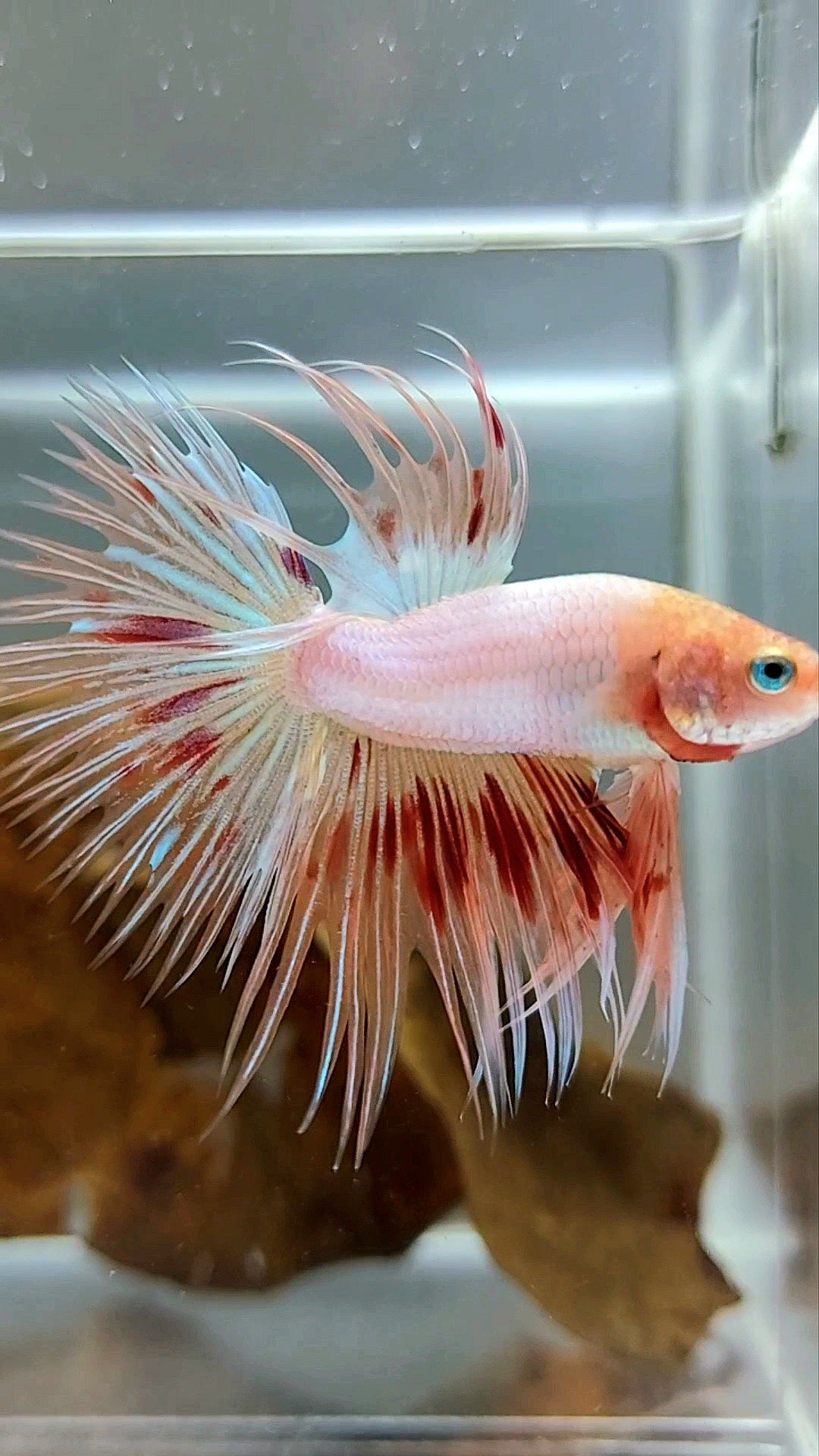 CROWNTAIL ARMAGEDDON SUPER PREMIUM RARE BETTA FISH