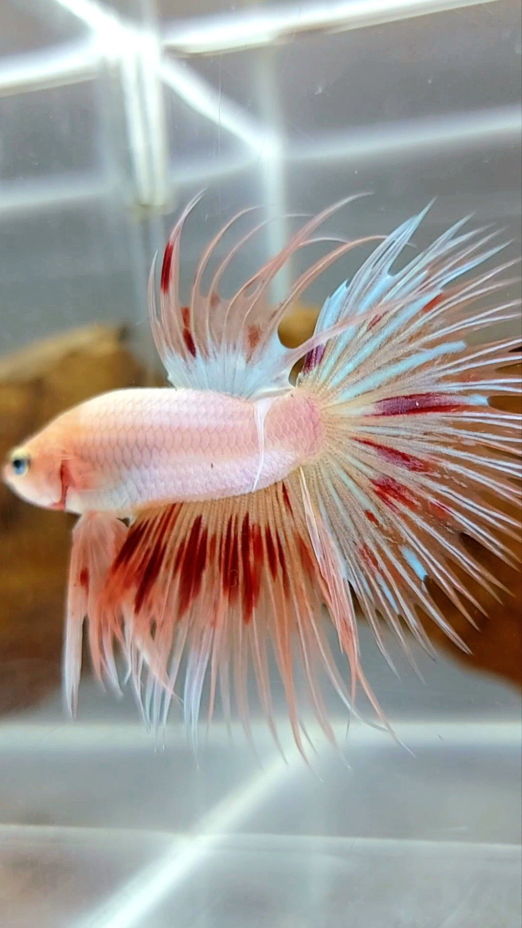 CROWNTAIL ARMAGEDDON SUPER PREMIUM RARE BETTA FISH