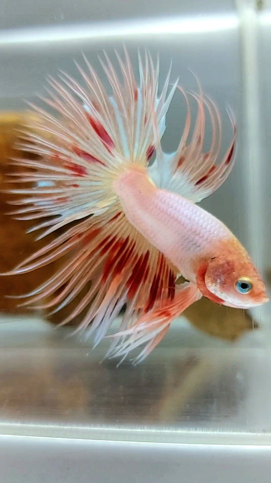 CROWNTAIL ARMAGEDDON SUPER PREMIUM RARE BETTA FISH