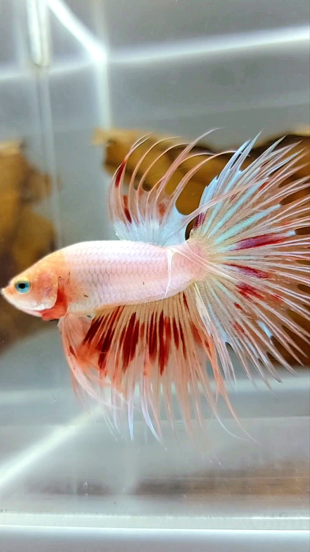 CROWNTAIL ARMAGEDDON SUPER PREMIUM RARE BETTA FISH