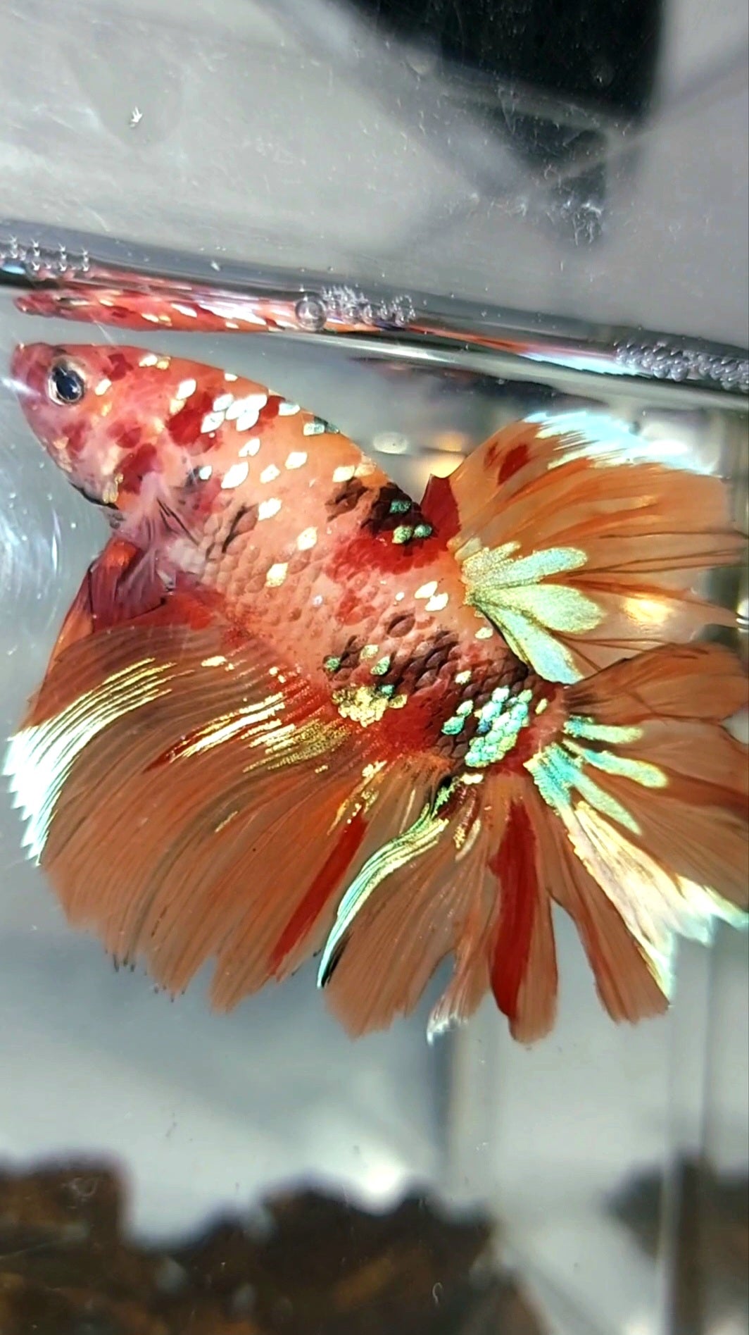 HALFMOON ORANGE GALAXY MULTICOLOR SELTENER BETTA-FISCH