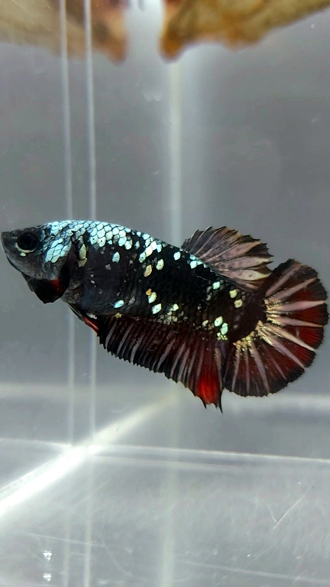 FEMALE PLAKAT BLACK GALAXY AVATAR COPPER BETTA FISH