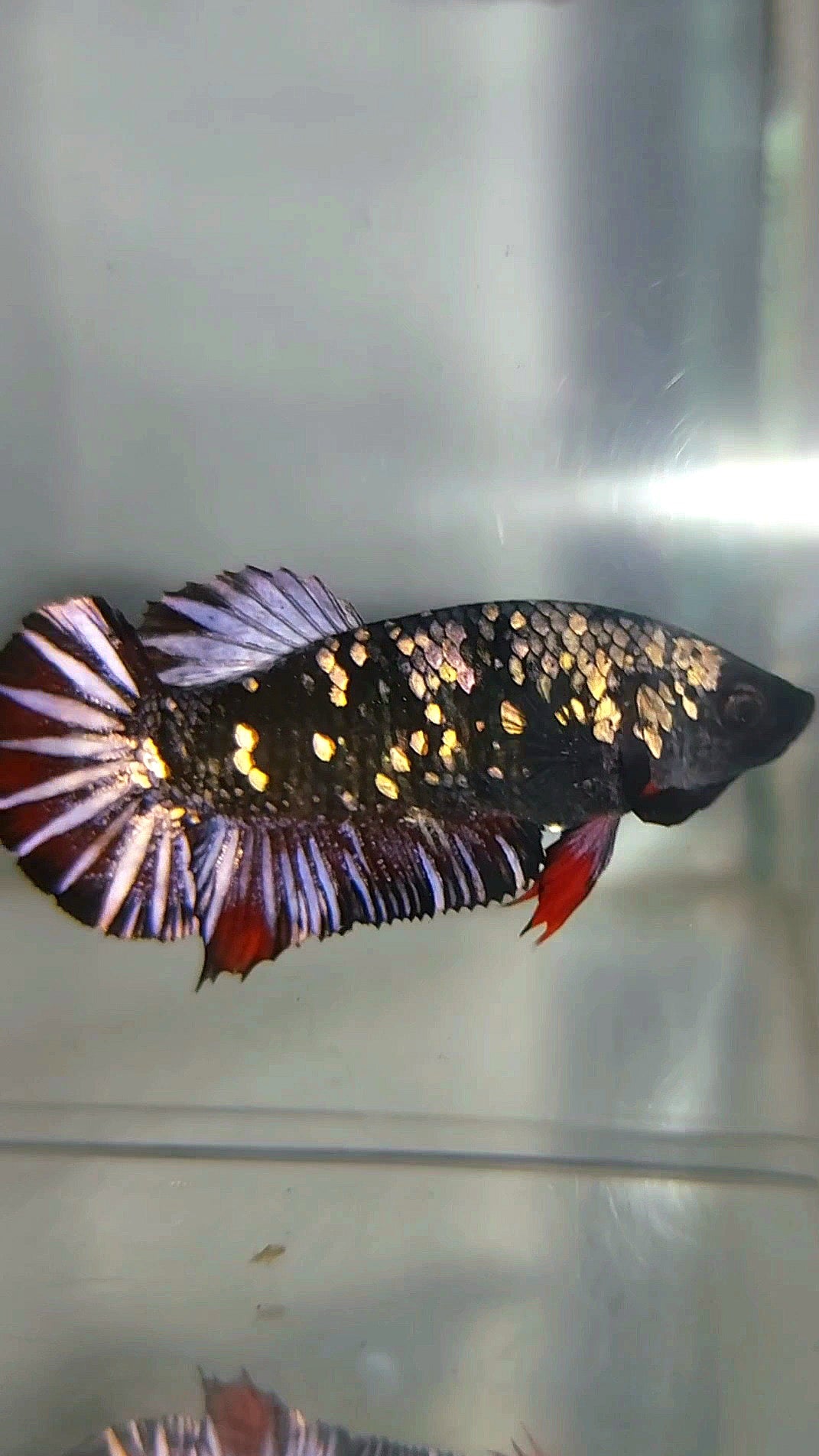 FEMALE PLAKAT BLACK GALAXY AVATAR COPPER BETTA FISH