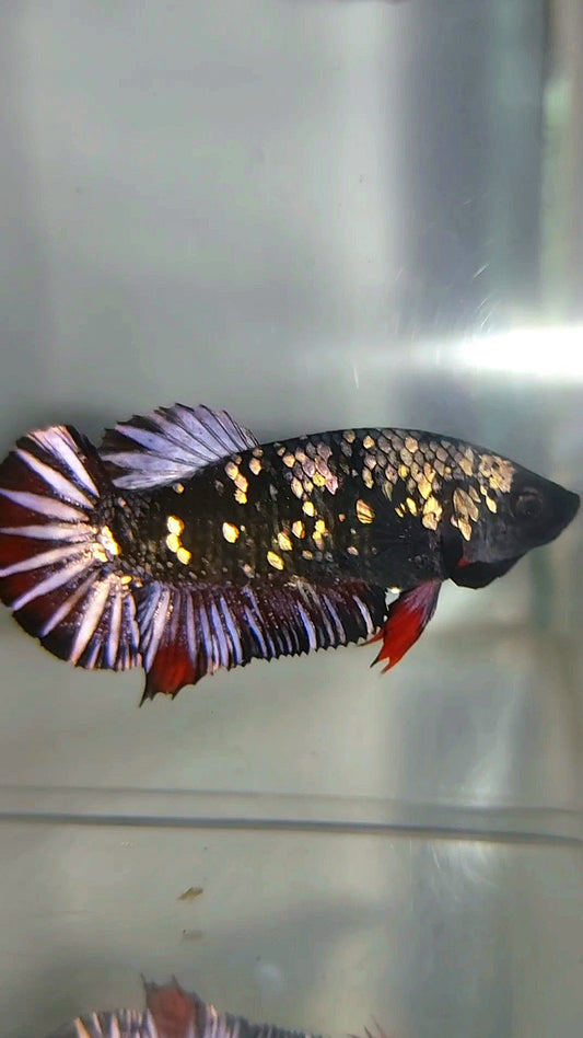 WEIBLICHER PLAKAT SCHWARZER GALAXY AVATAR KUPFER BETTA FISCH