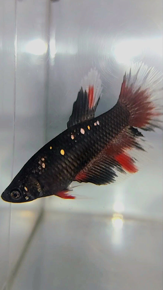 WEIBLICHER HALBMOND-SCHWARZER GALAXY-AVATAR KUPFERROTER BETTA-FISCH