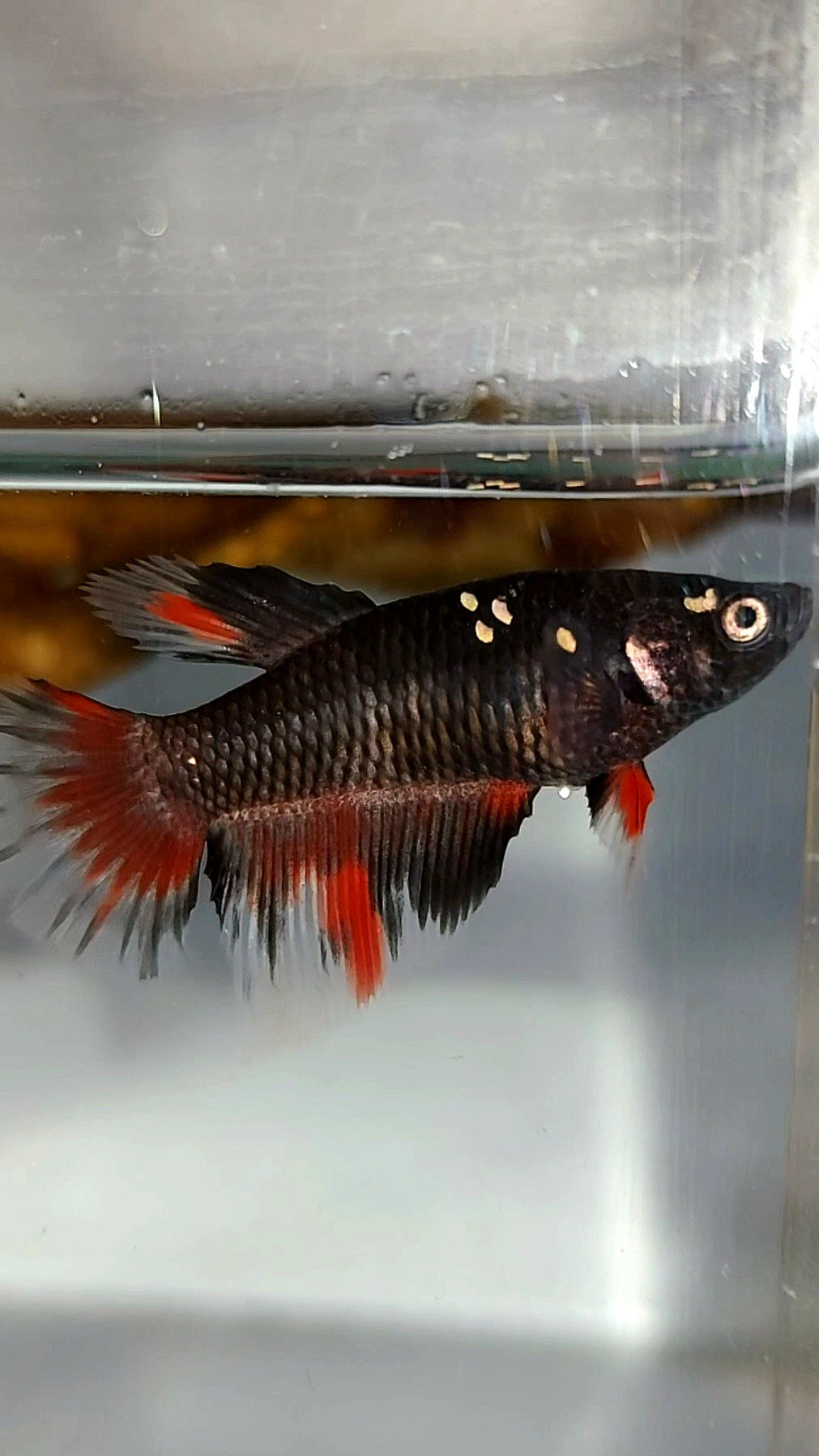 FEMALE HALFMOON BLACK GALAXY AVATAR COPPER RED BETTA FISH