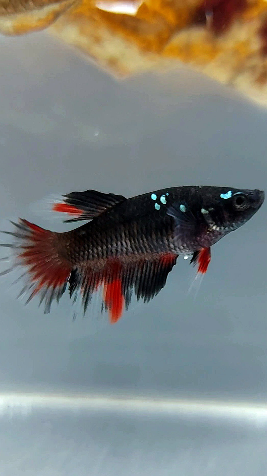 FEMALE HALFMOON BLACK GALAXY AVATAR COPPER RED BETTA FISH