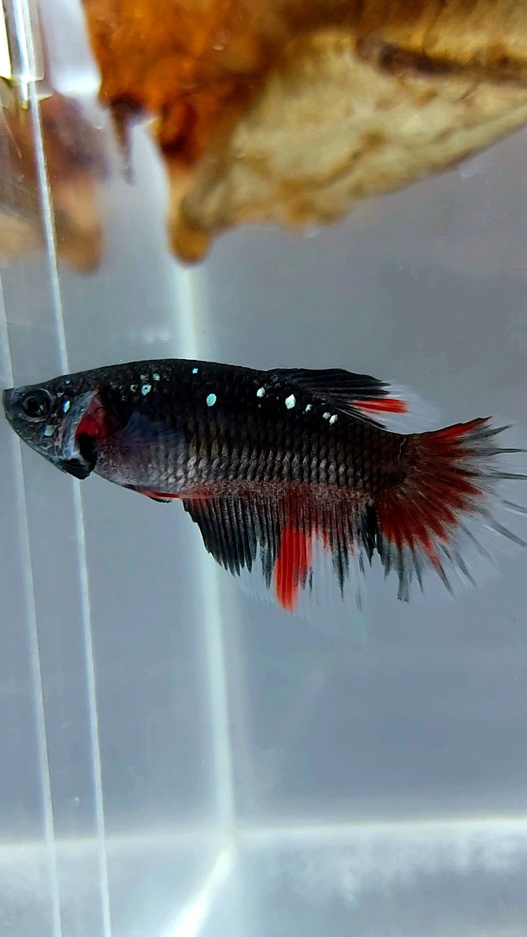 FEMALE HALFMOON BLACK GALAXY AVATAR COPPER RED BETTA FISH