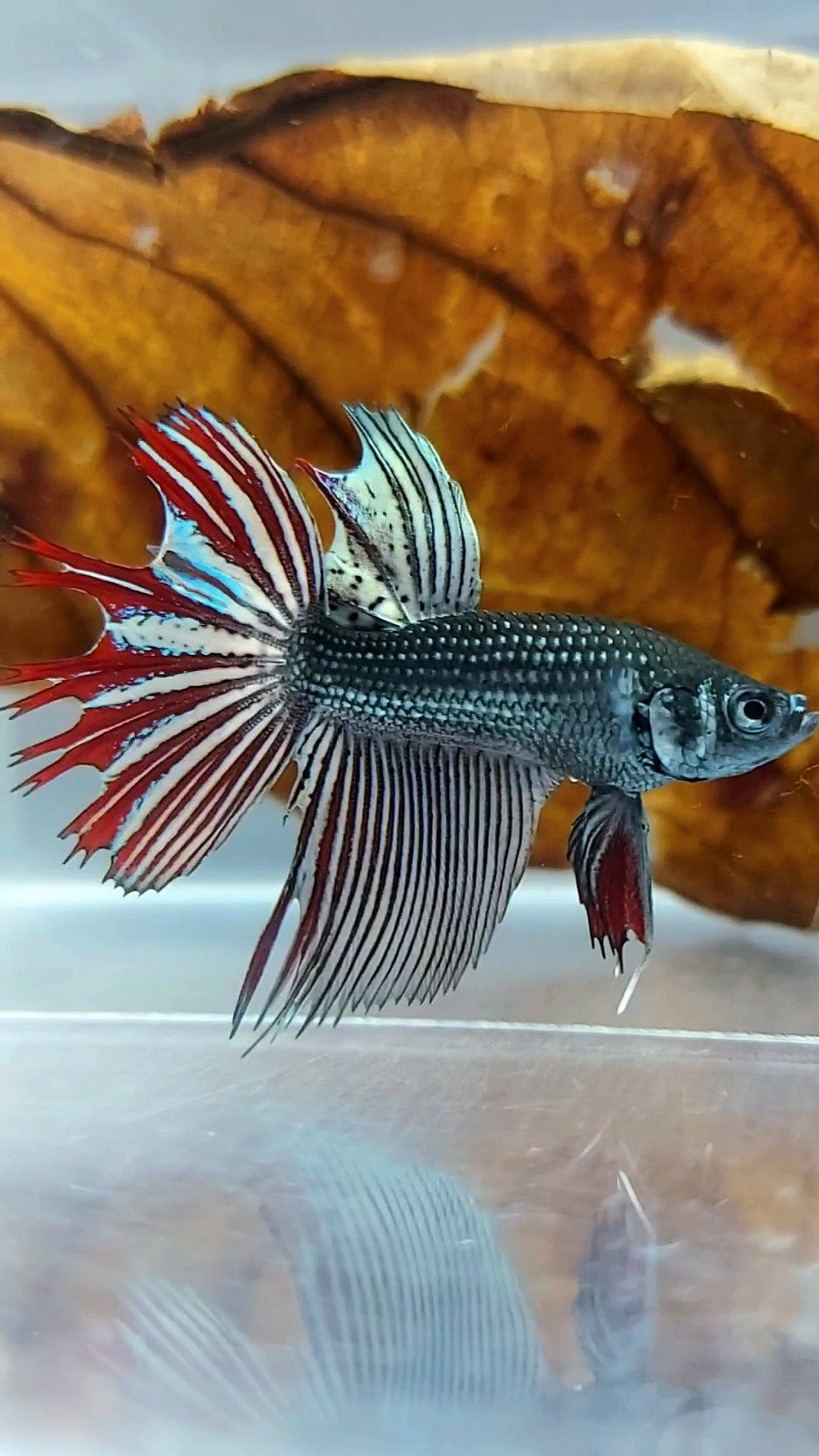 LONGFIN CROWNTAIL MAHACHAI COPPER WILD BETTA HYBRID SUPER PREMIUM RARE BETTA FISH