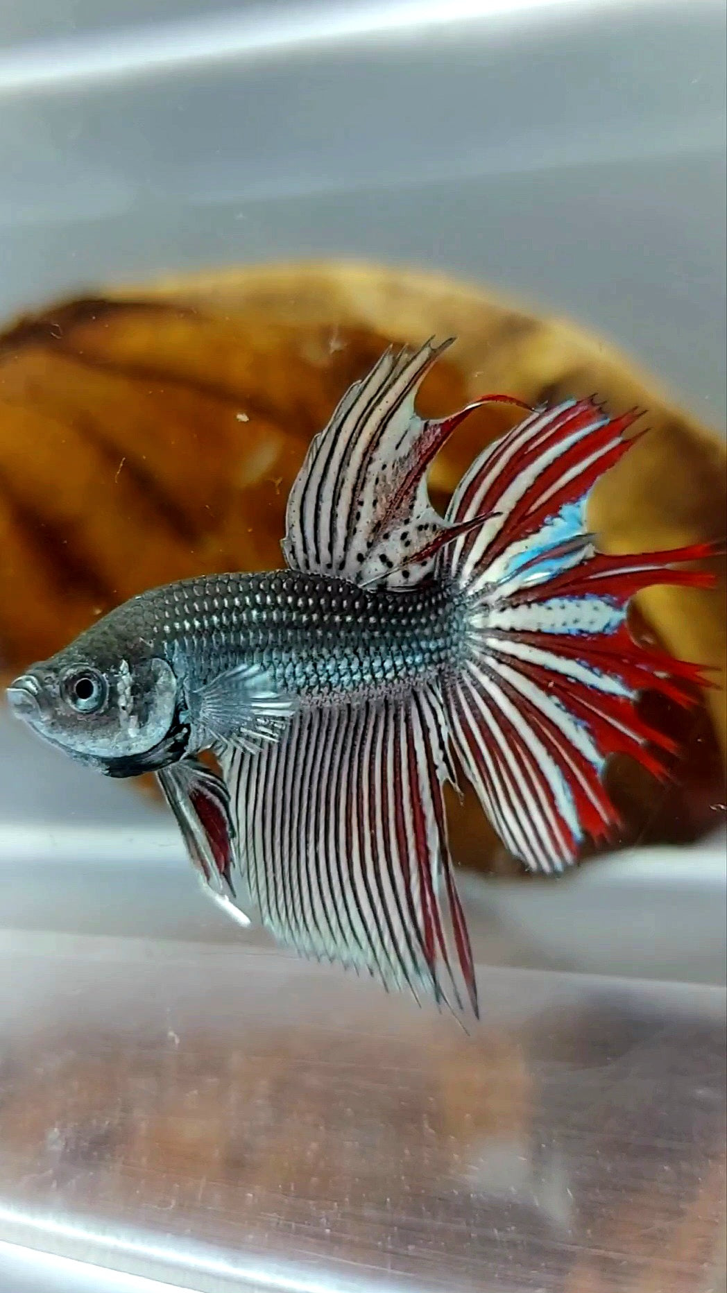 LONGFIN CROWNTAIL MAHACHAI COPPER WILD BETTA HYBRID SUPER PREMIUM RARE BETTA FISH