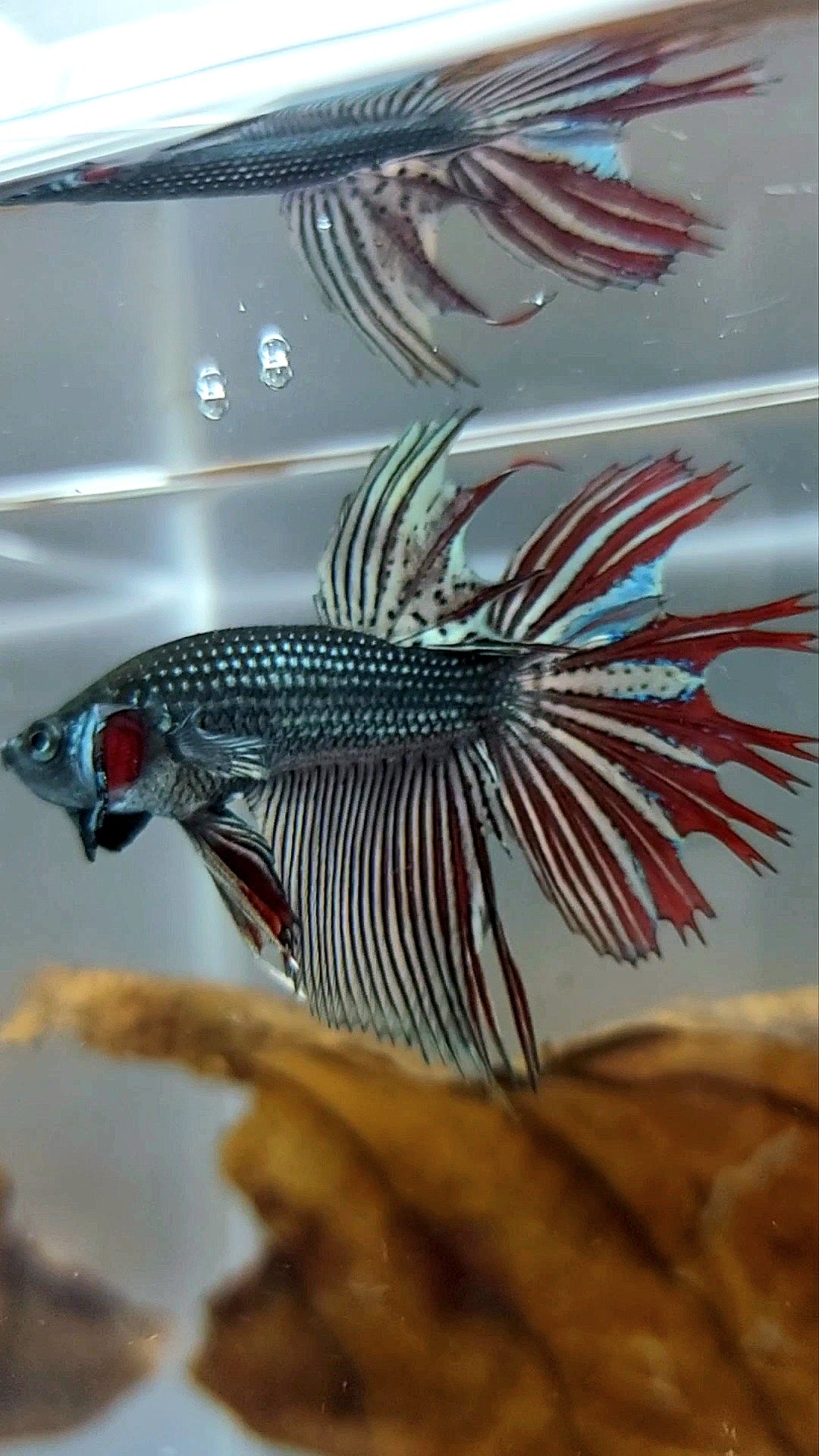 LONGFIN CROWNTAIL MAHACHAI COPPER WILD BETTA HYBRID SUPER PREMIUM RARE BETTA FISH