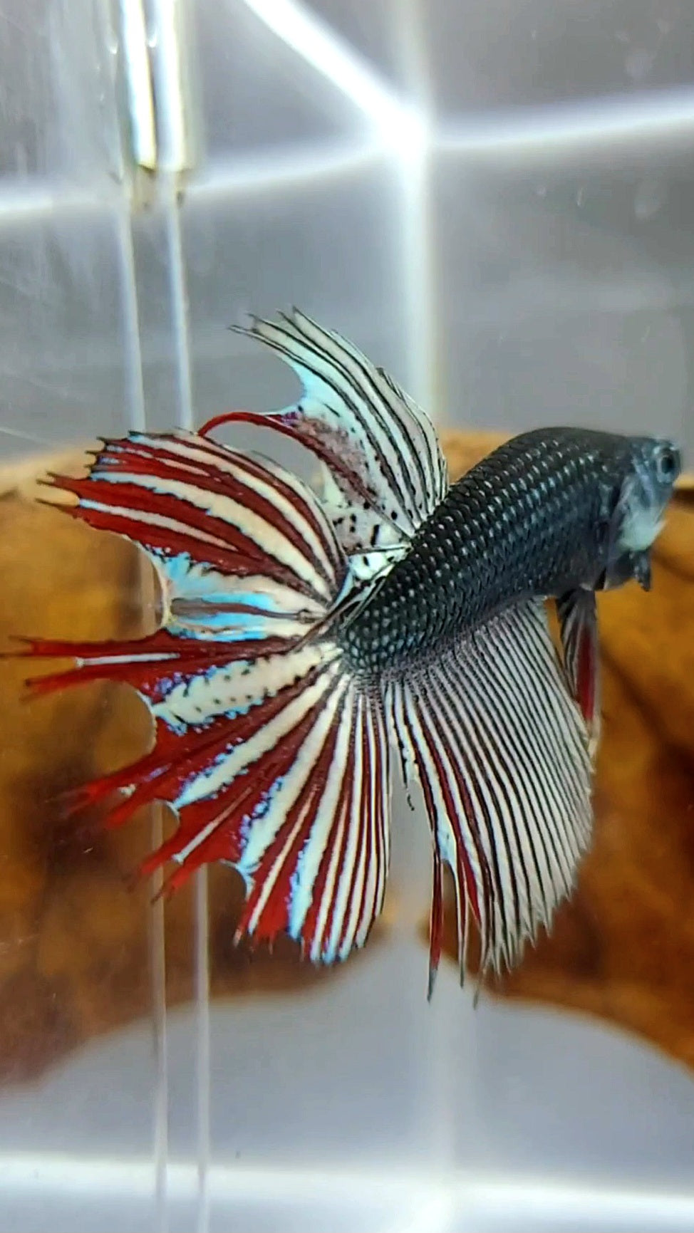 LONGFIN CROWNTAIL MAHACHAI COPPER WILD BETTA HYBRID SUPER PREMIUM RARE BETTA FISH