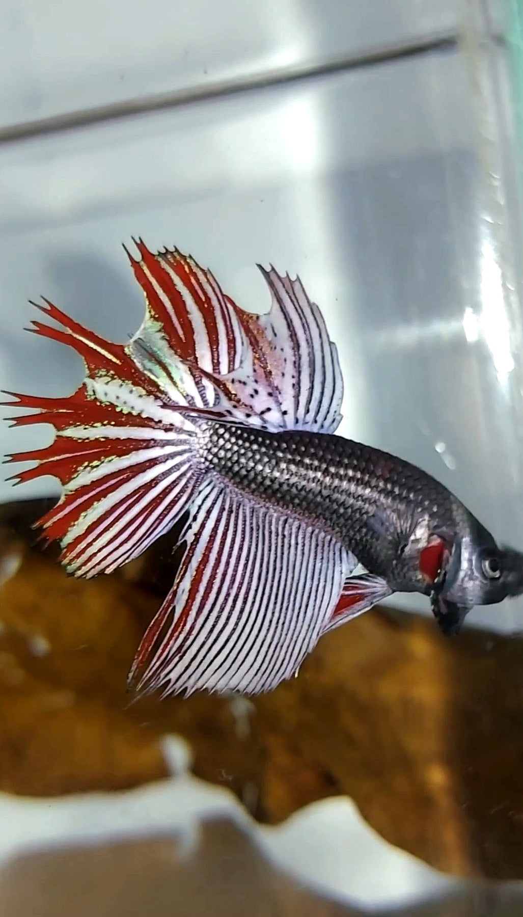 LONGFIN CROWNTAIL MAHACHAI COPPER WILD BETTA HYBRID SUPER PREMIUM RARE BETTA FISH