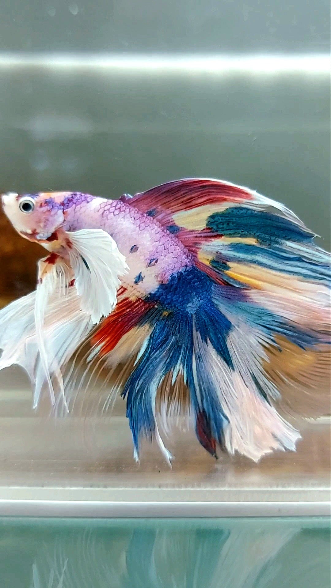 HALFMOON DUMBO EAR DOUBLE TAIL CANDY RAINBOW MULTICOLOR SUPER PREMIUM RARE BETTA FISH
