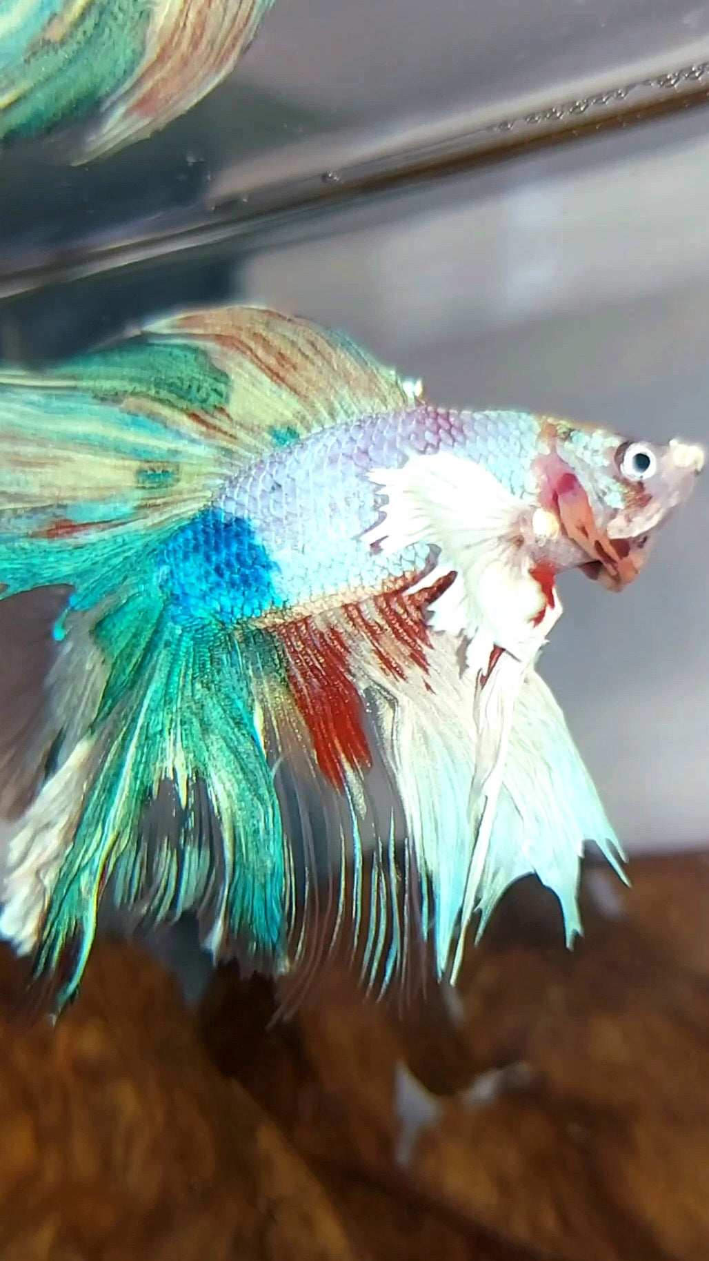 HALFMOON DUMBO EAR DOUBLE TAIL CANDY RAINBOW MULTICOLOR SUPER PREMIUM RARE BETTA FISH