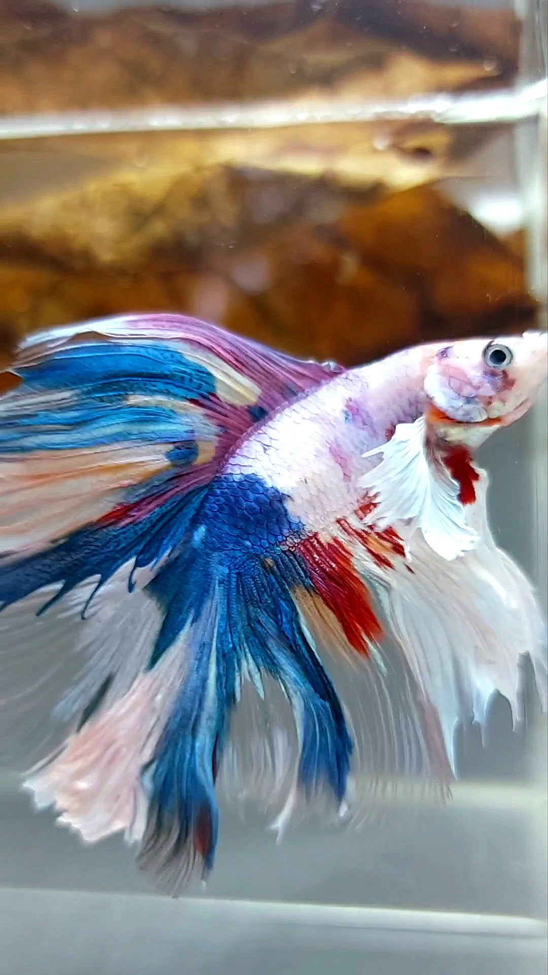 HALFMOON DUMBO EAR DOUBLE TAIL CANDY RAINBOW MULTICOLOR SUPER PREMIUM RARE BETTA FISH