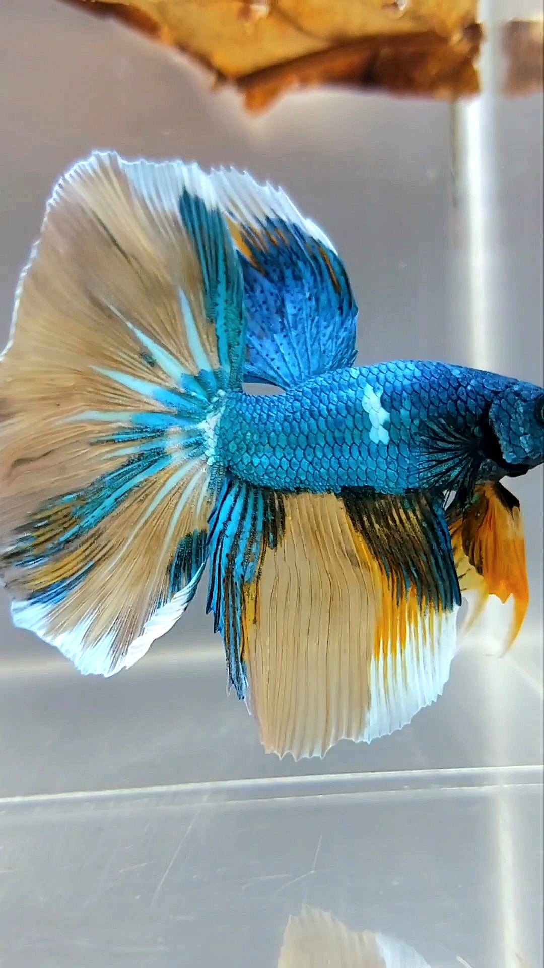 HALFMOON BLUE GREEN YELLOW UNIQUE MULTICOLOR RARE BETTA FISH