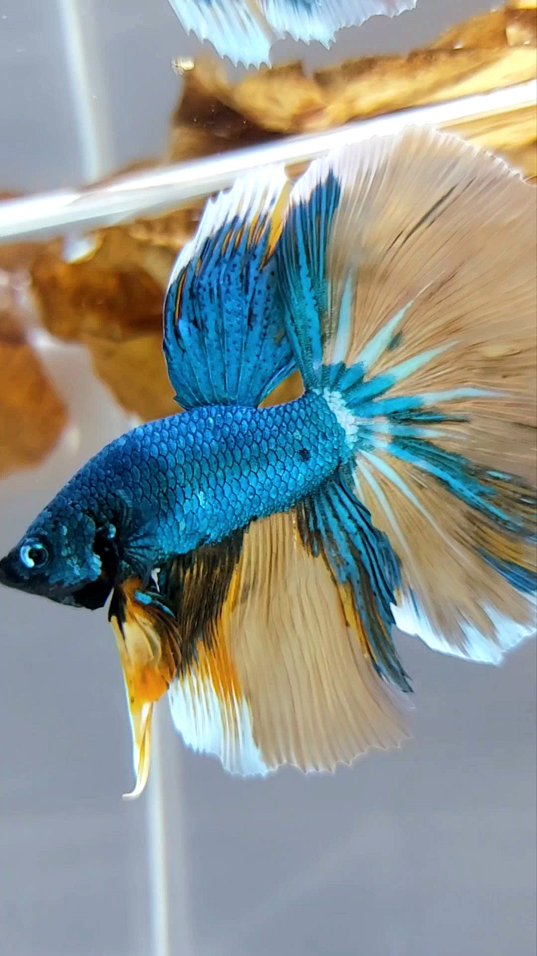 HALFMOON BLUE GREEN YELLOW UNIQUE MULTICOLOR RARE BETTA FISH