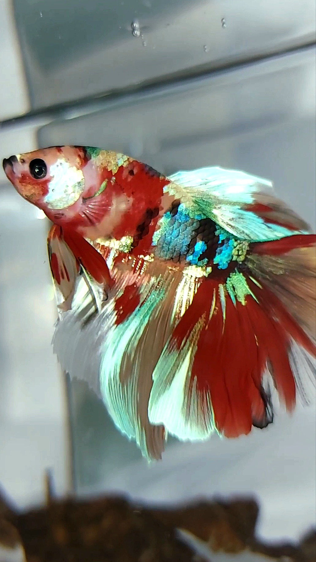 HALFMOON GALAXY EINZIGARTIGER MEHRFARBIGER BETTA-FISCH