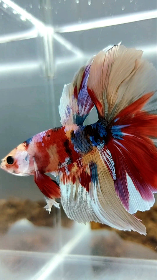 HALFMOON GALAXY EINZIGARTIGER MEHRFARBIGER BETTA-FISCH