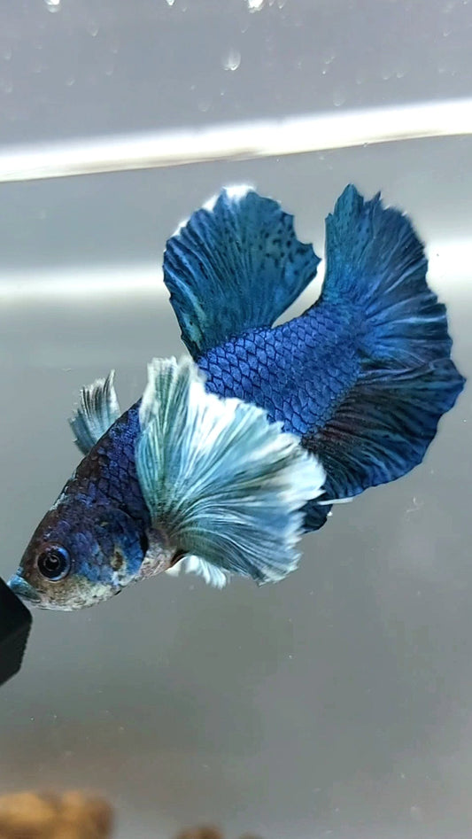 PLAKAT SUPER DUMBO OHR BLAU GRÜN TÜRKIS BETTA FISCH