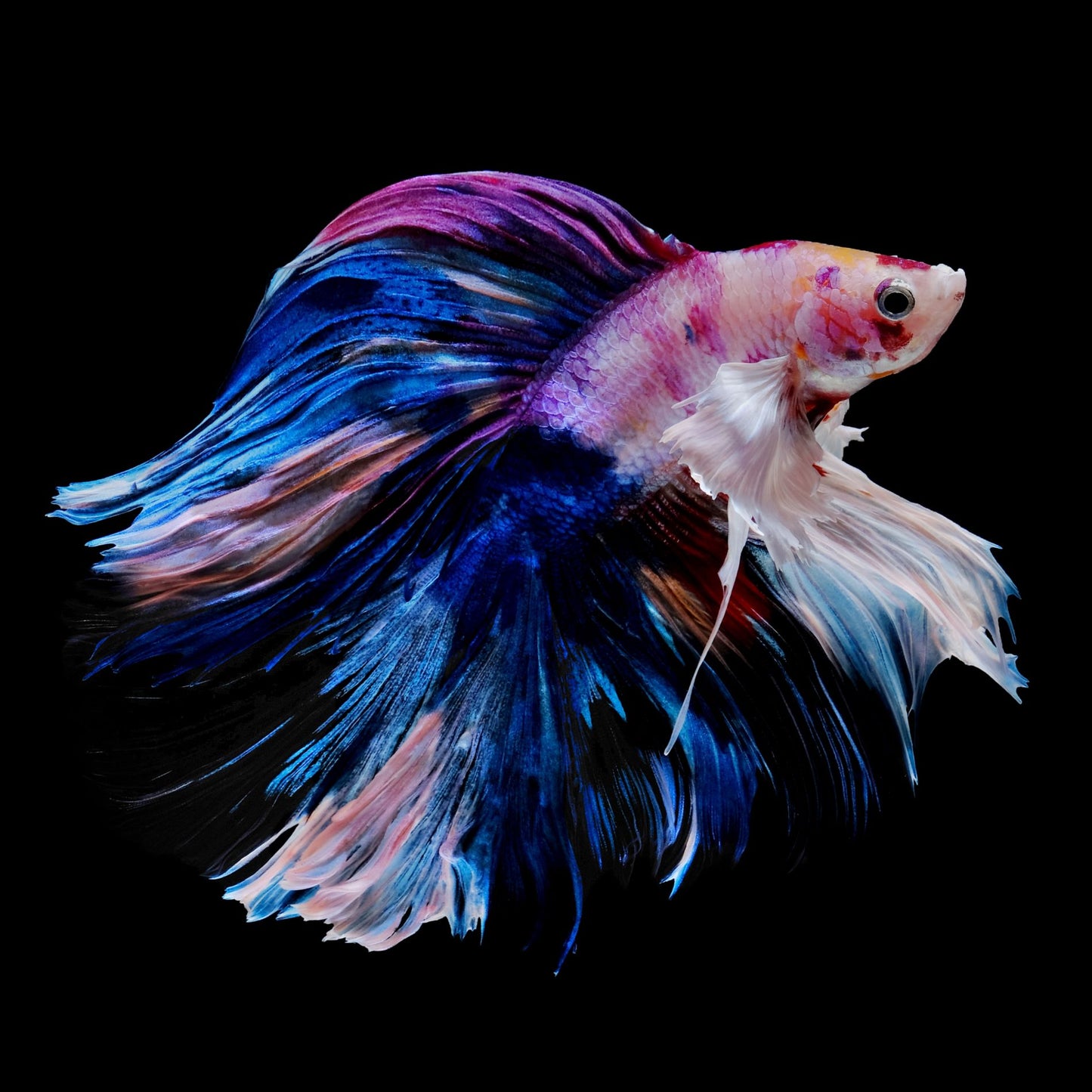 HALFMOON DUMBO EAR DOUBLE TAIL CANDY RAINBOW MULTICOLOR SUPER PREMIUM RARE BETTA FISH