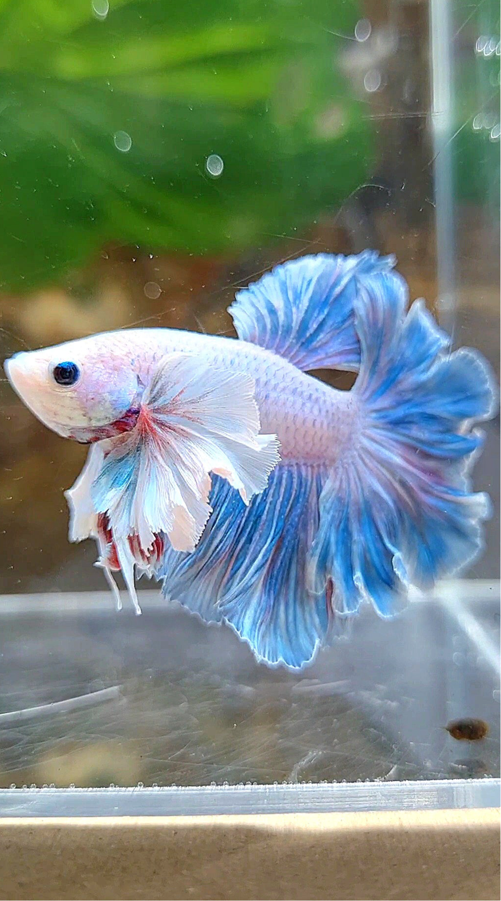HALFMOON FEATHER TAIL DUMBO EAR BLUE GRIZZLE BETTA FISH