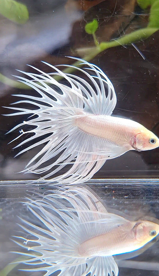 CROWNTAIL WHITE PLATINUM BETTA FISH