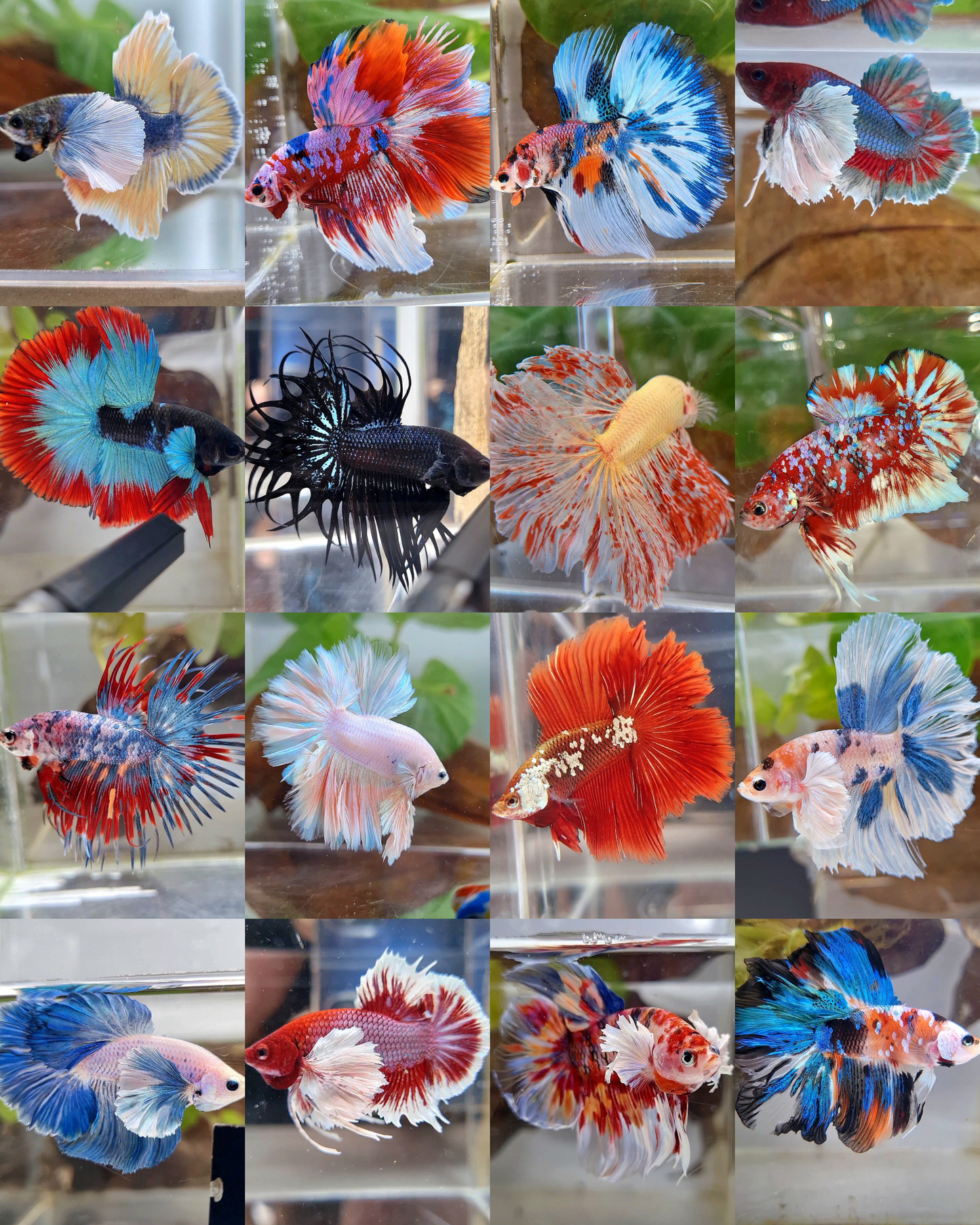 5 FISH MALE MYSTERY BOX RANDOM BETTA FISH