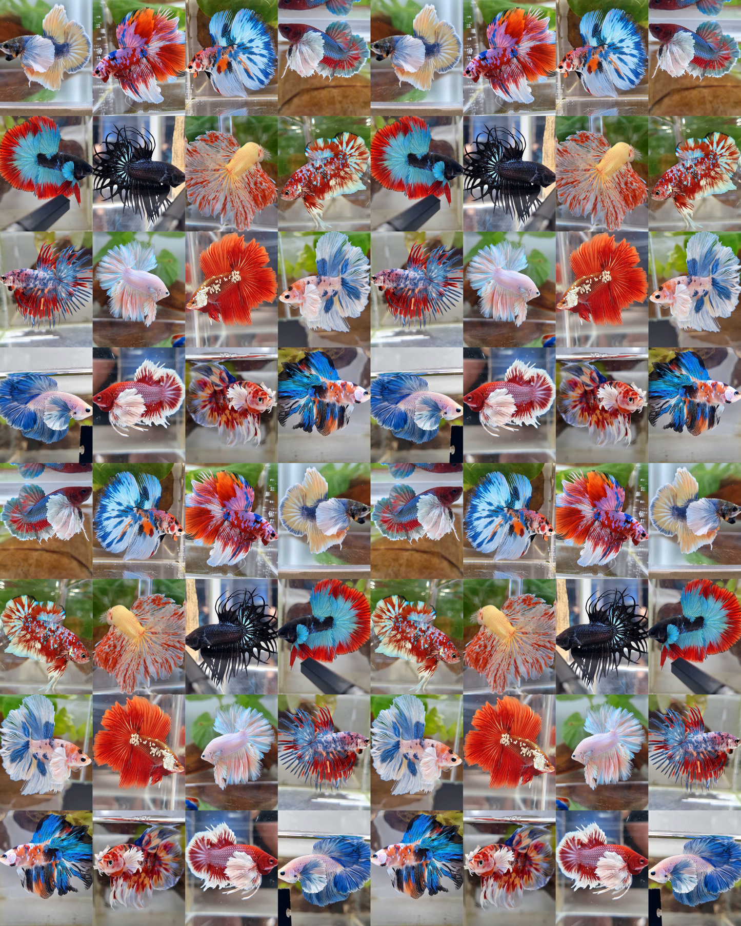 50 FISH MALE WHOLESALE RANDOM BETTA FISH