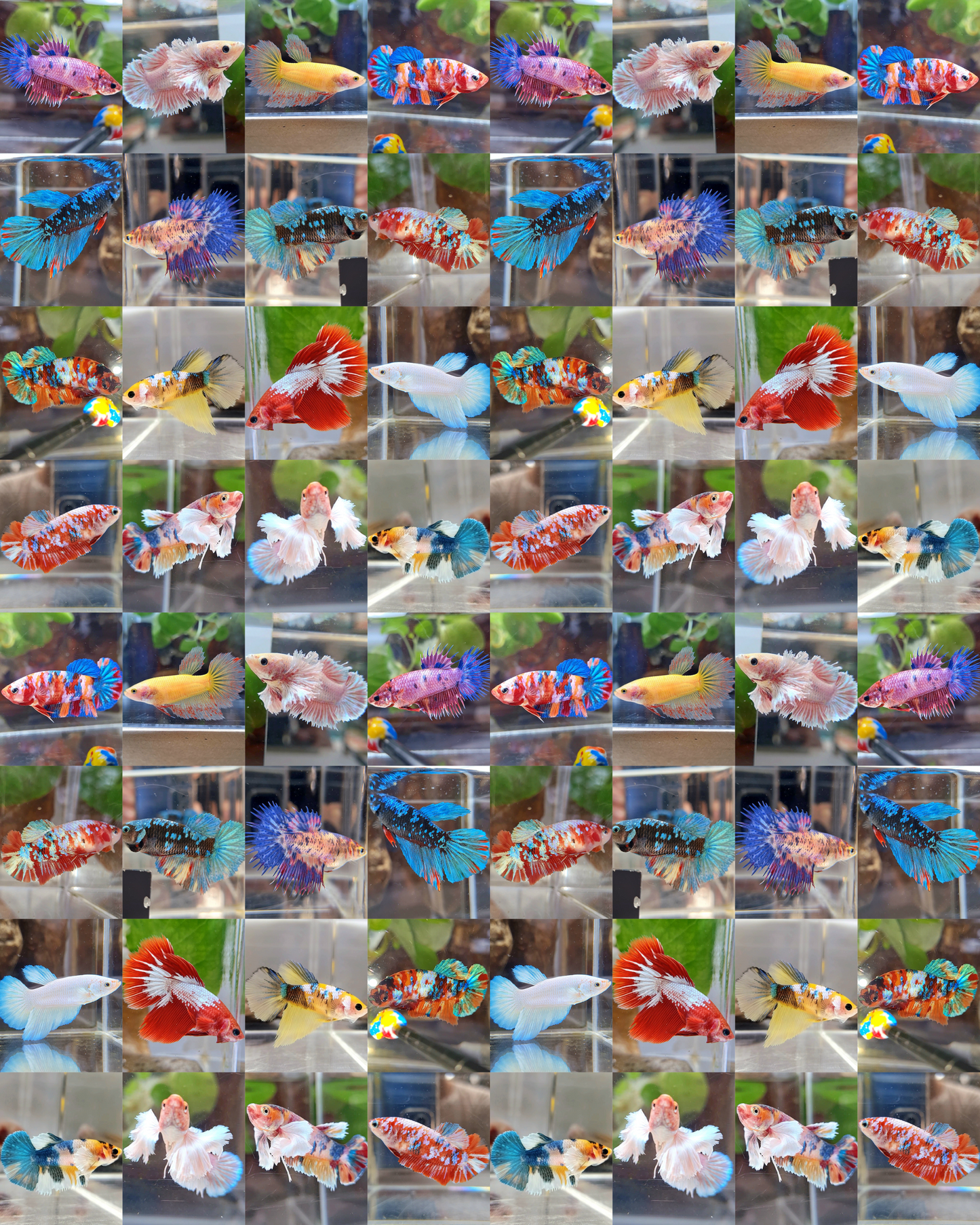 50 FISH FEMALE WHOLESALE RANDOM BETTA FISH