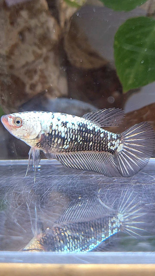 PLAKAT BLACK SAMURAI SNOW BETTA FISH