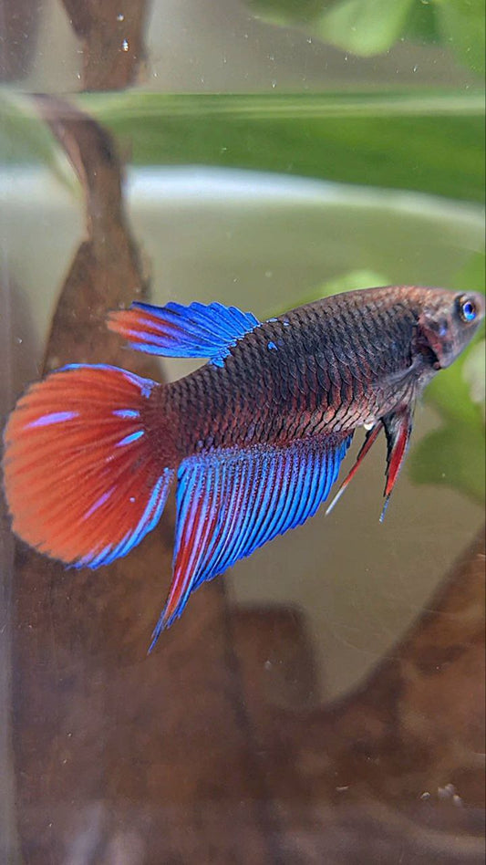 FEMALE VEILTAIL BLACK SAPPHIRE AVATAR BETTA FISH
