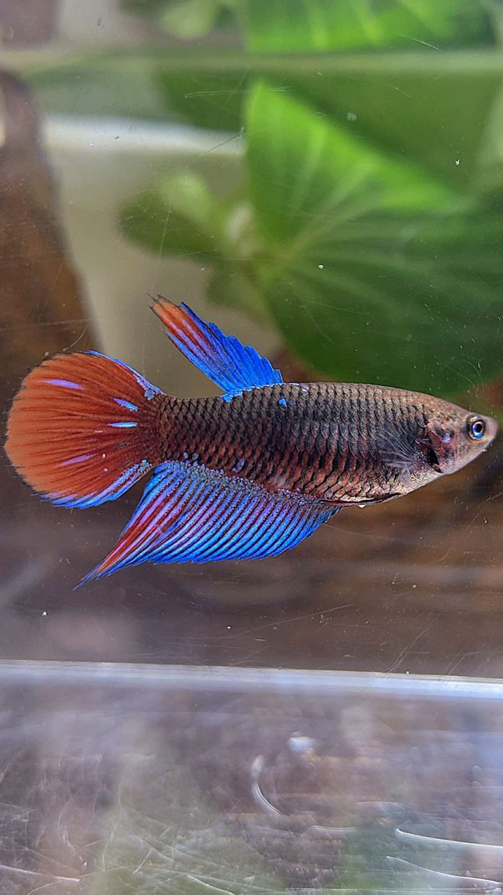 FEMALE VEILTAIL BLACK SAPPHIRE AVATAR BETTA FISH