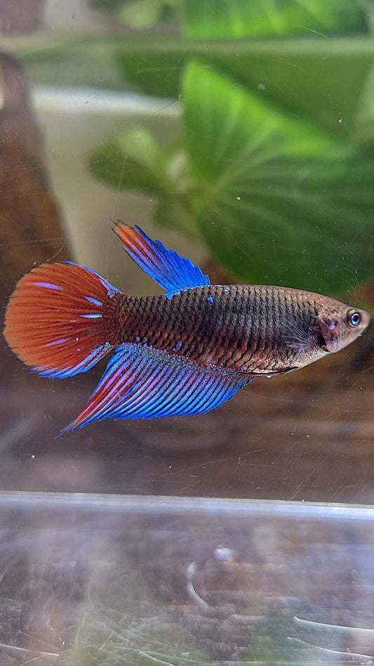 FEMALE VEILTAIL BLACK SAPPHIRE AVATAR BETTA FISH
