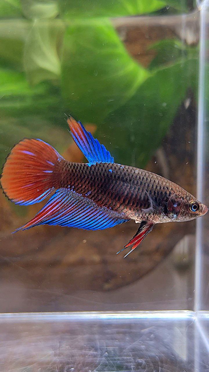 FEMALE VEILTAIL BLACK SAPPHIRE AVATAR BETTA FISH