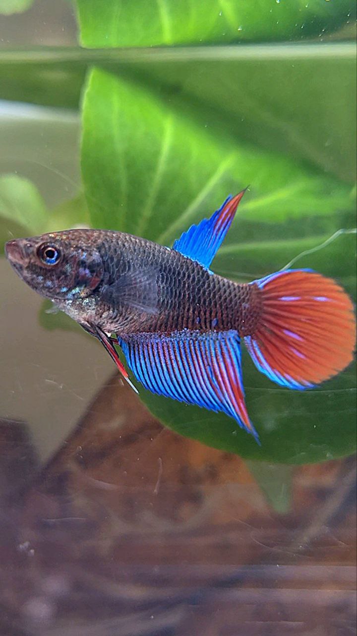 FEMALE VEILTAIL BLACK SAPPHIRE AVATAR BETTA FISH