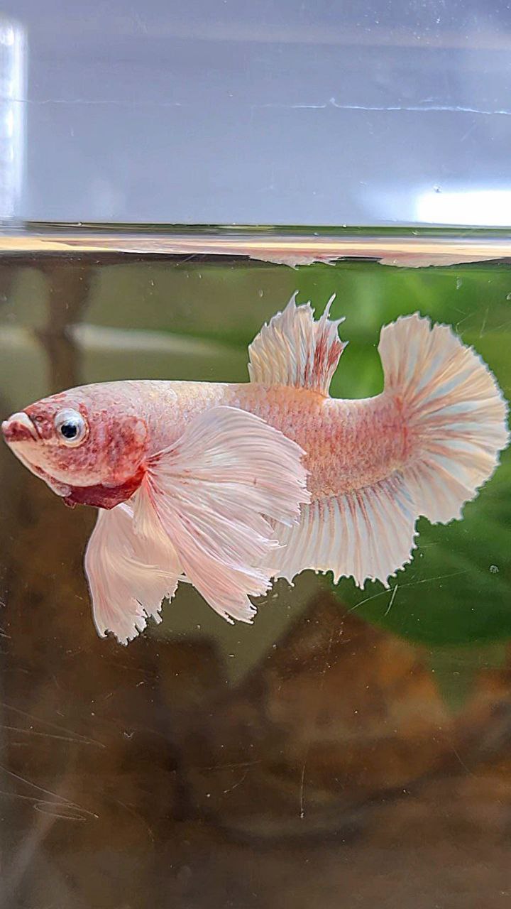 PLAKAT SUPER DUMBO EAR WHITE LAVENDER BETTA FISH