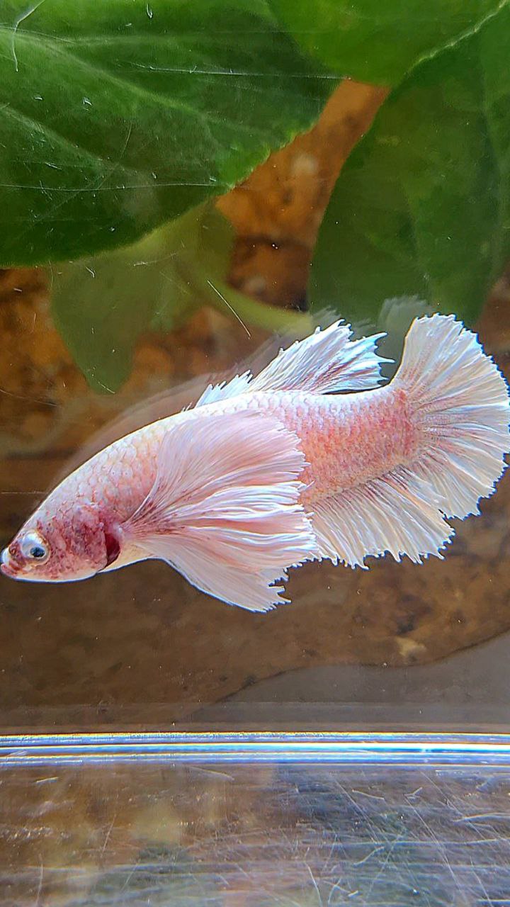 PLAKAT SUPER DUMBO EAR WHITE LAVENDER BETTA FISH